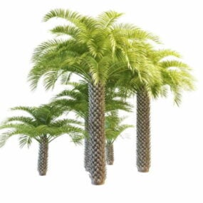 Cabbage Palm Trees 3d model