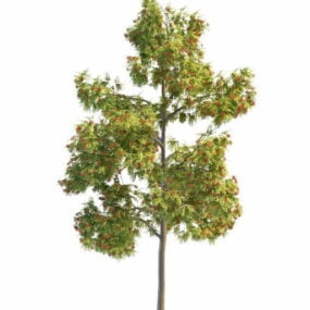 Modelo 3D da árvore de Rowan vermelha ocidental