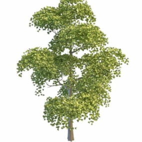Modelo 3D da árvore de choupo chinês