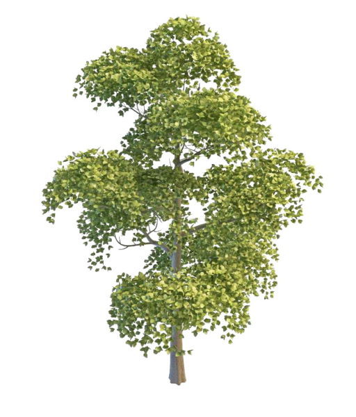 Chinese Poplar Tree