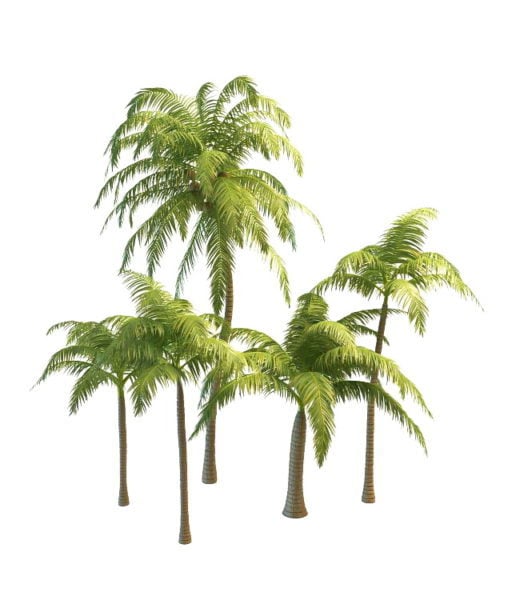 Group Of Coconut Palm Trees