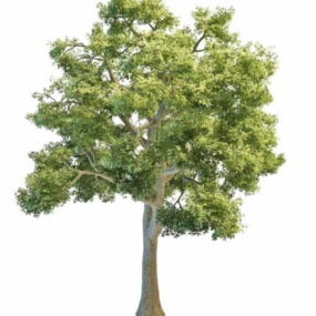 Big Ash Tree 3d model