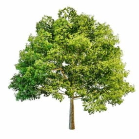 Model 3D dużego drzewa na podwórku
