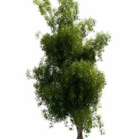 유럽 ​​호두 나무 3d 모델