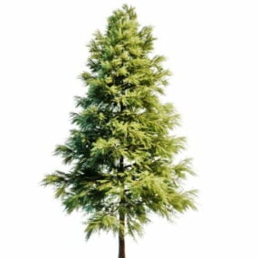 Model 3d Wit Pinus Scots