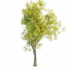 Nature Sallow Tree 3d model