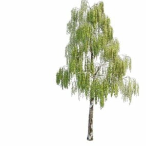 Natur vårtty Björk Tree 3d-modell