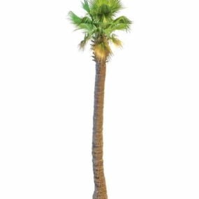 3д модель азиатской пальмы