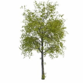 مدل سه بعدی Lime Tree