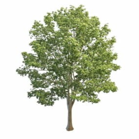 โมเดล 3 มิติของต้นมะนาวยุโรป