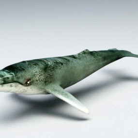 مدل سه بعدی حیوان نهنگ عنبر