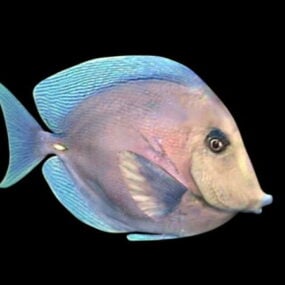 Blonde Tang Fish Animal 3D-malli
