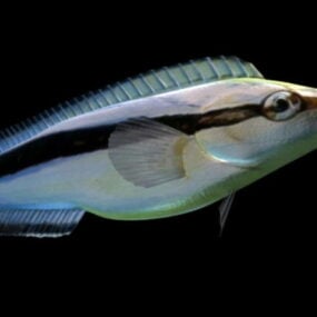 3d модель False Cleaner Fish