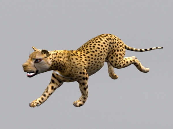 Cheetah Animal Animert