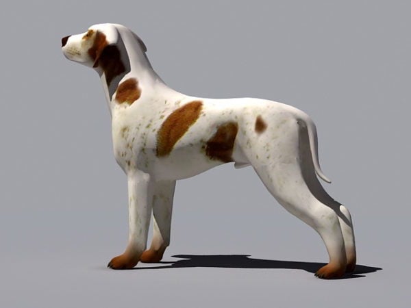 Bokser Dog Niemiecki