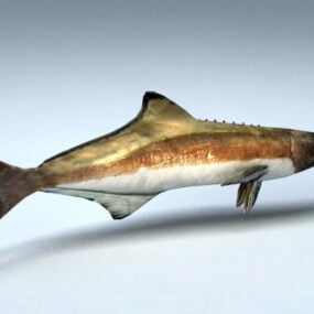 Ikan Cobia Rigged Model animasi 3d
