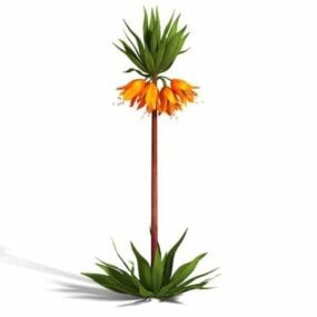 크라운 임페리얼 Fritillaria 3d 모델