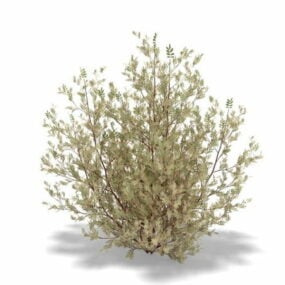 Arbuste à feuilles persistantes Pistacia Lentiscus modèle 3D