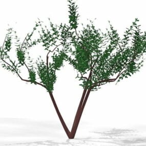 3д модель Дворового Маленького Дерева