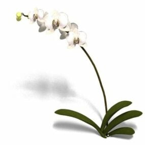 3d модель квітки орхідеї фаленопсис