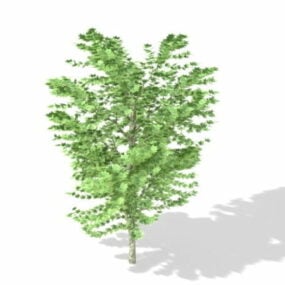 Acer Saccharinum Silver Maple Tree 3d-modell