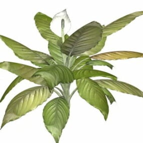 דגם תלת מימד של צמח מקורה Peace Lily