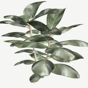 3д модель каучукового растения Ficus Elastica