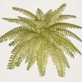 고사리 관엽 식물 3d 모델