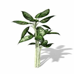 Model 3d Tumbuhan Dieffenbachia