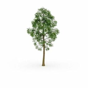 Rock Elm Tree 3d model