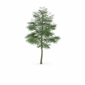 דגם 3D Cottonwood Poplar Tree