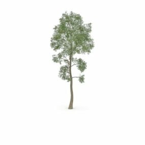 نموذج شجرة الدردار الزلقة ثلاثي الأبعاد