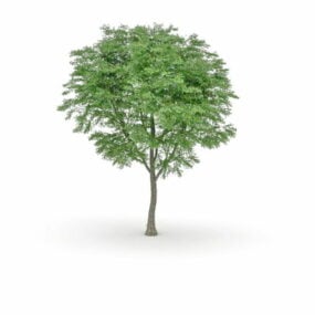 Modelo 3d de árvore de choupo de folha grande
