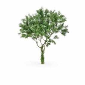 Amerikanisches Tulpenbaum-3D-Modell