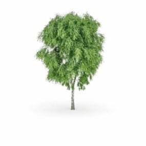 Modelo 3D da árvore de choupo de bálsamo ocidental