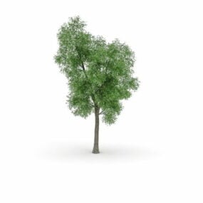 Black Poplar Tree 3d model