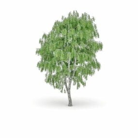 نموذج شجرة الحور الفضية ثلاثية الأبعاد
