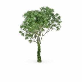 Welsh Oak Tree 3d model