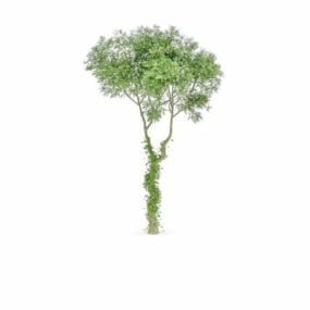 Irish Oak Tree 3d-malli