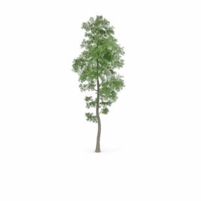 Modello 3d dell'albero Populus Tremula