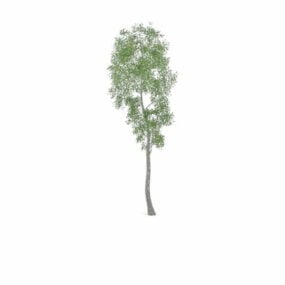 Modelo 3D da árvore Alamo Cottonwood