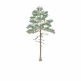 Model 3d Pinus Merah Amerika Utara