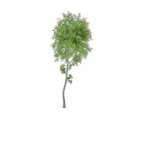 Pappersbjörkträd 3d-modell
