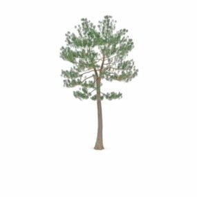 דגם 3D של עץ אורן אוסטרי