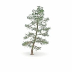 مدل سه بعدی درخت کاج پوندروسا