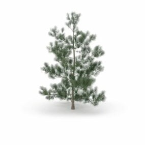 Model 3d Pohon Pinus Masson