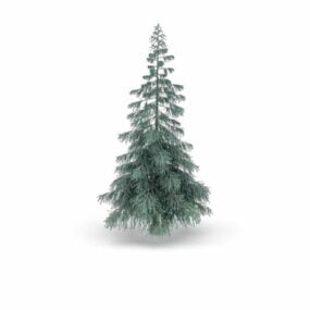 דגם תלת מימד של Colorado Spruce Tree