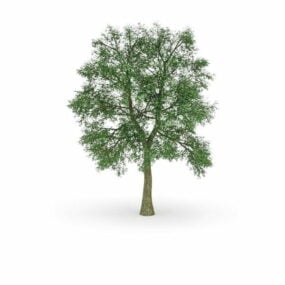 말 밤나무 나무 3d 모델