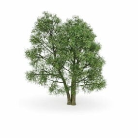 3д модель декоративного дерева из европейского бука