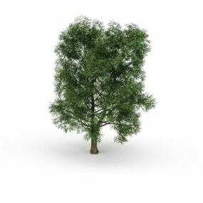 北美山毛榉树3d模型